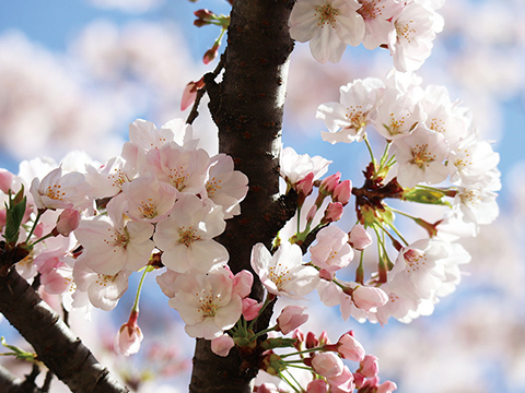 桜